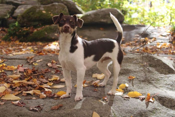 small dog standing on alert