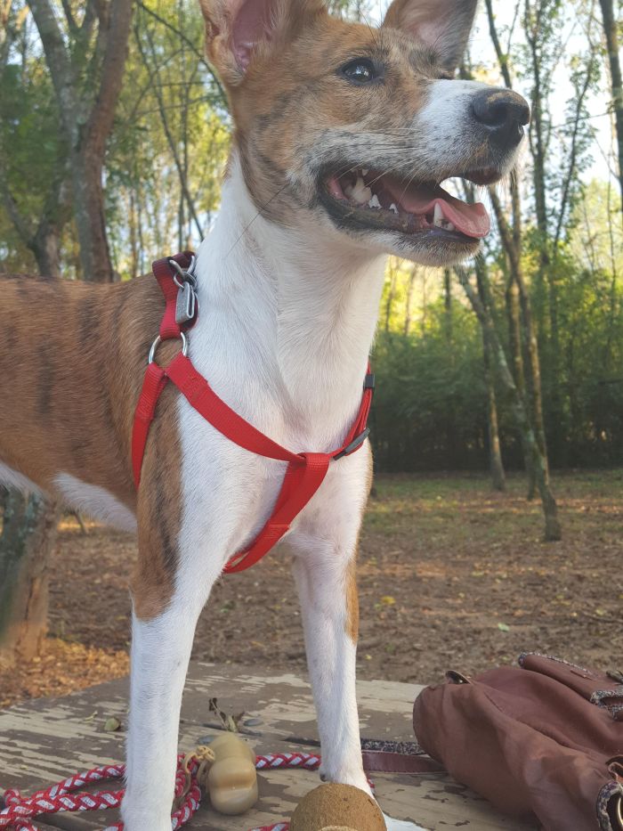 a mixed dog breed enjoying the outdoors