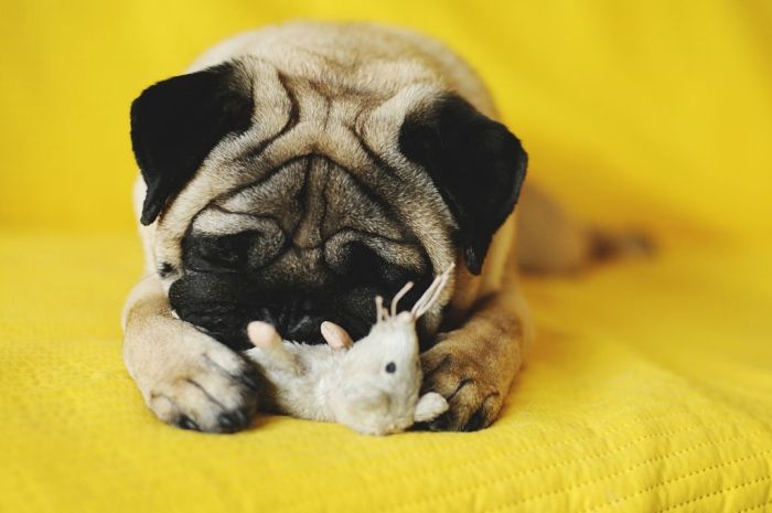 Sleepy cute pug with toy from the front