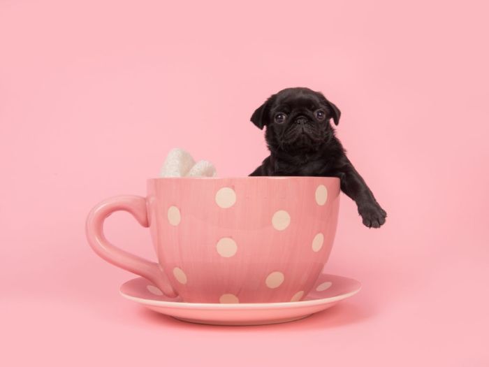 black tiny pug inside a teacup