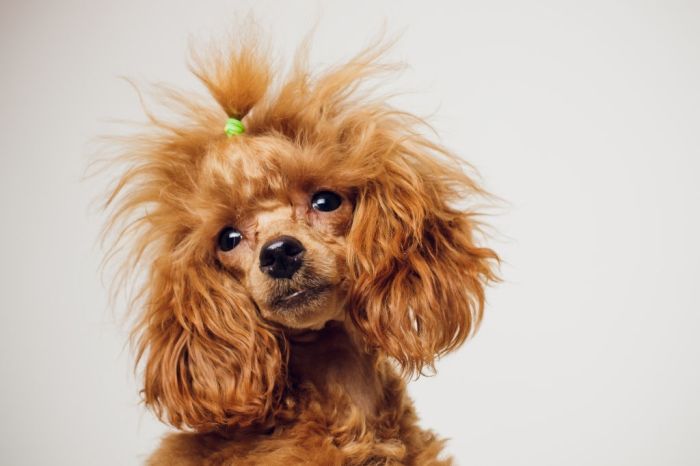 Adorable Mini Toy Poodle with Golden Brown Fur 