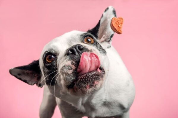 5 Tips On How To Choose The Right Dog Food
